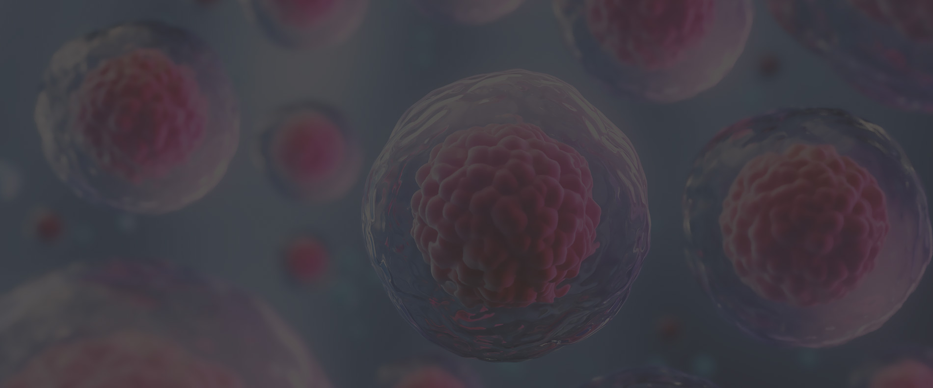 Cellaviva levererar stamceller för behandling av allvarlig blodsjukdom